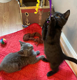 Photo of Leo and Willow