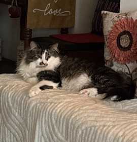 Photo of Georgie