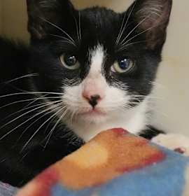 Photo of Pomodoro 58898