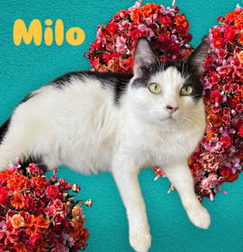 Photo of MILO