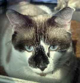Photo of Lilly pretty Snowshoe Siamese mix