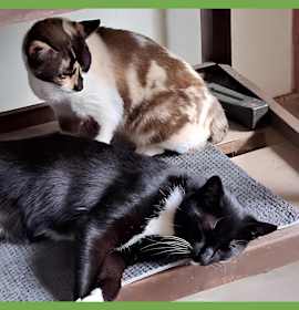 Photo of Cali and Tommy