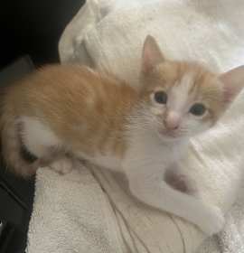 Photo of 3 Female Kittens