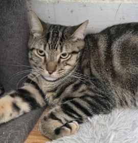 Photo of Bartleby - #Betsy Baby