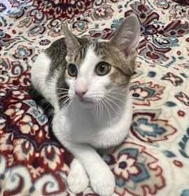 Photo of Charlie