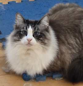 Photo of Gardenia