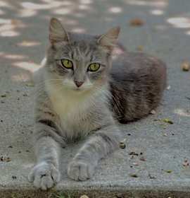 Photo of Isabel