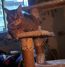 Photo of Mr.Beerus
