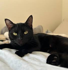 Photo of Sybil (bonded with Buttercup)