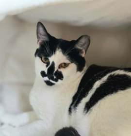 Photo of S'mores cat