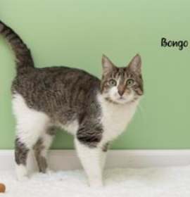 Photo of Bongo