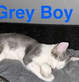 Photo of GREY BOY