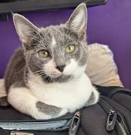 Photo of Jessicats : Jasper