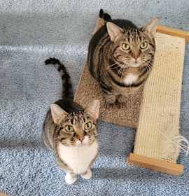 Photo of Milky Way Midnight