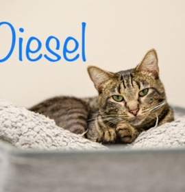 Photo of Diesel