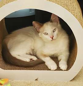 Photo of Cora