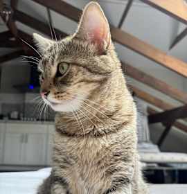 Photo of Buttercup