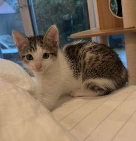 Photo of Spot