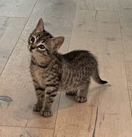 Photo of Mochi