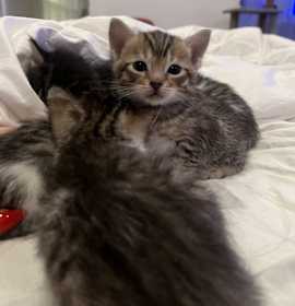 Photo of Clover