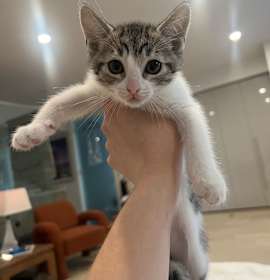 Photo of Waffles