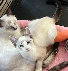 Photo of BP Lynxpoint