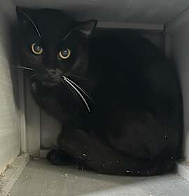 Photo of Whiskers