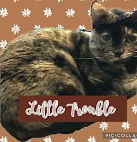 Photo of Little Trouble