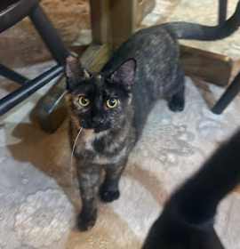 Photo of C290 Litter Selma