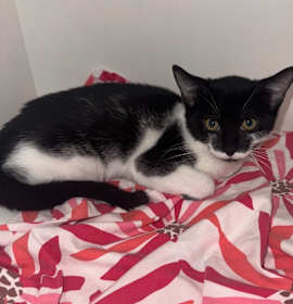 Photo of Harley Quinn