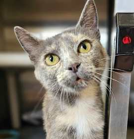 Photo of Noodle 5523C