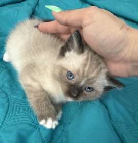 Photo of Babyphat