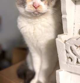 Photo of CASHMERE