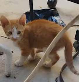 Photo of winston