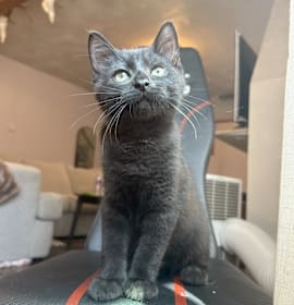 Photo of Pepper Manor