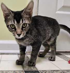 Photo of Lucinda 5548C