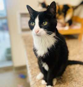 Photo of Harrah (Petco)