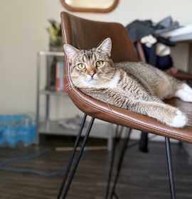 Photo of Mishka & booshka
