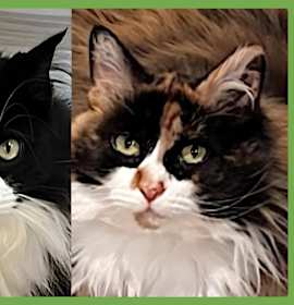 Photo of Bandit and Millie