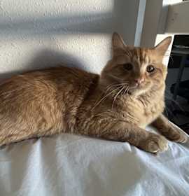 Photo of Luffy