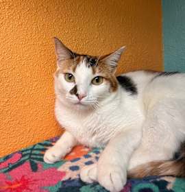 Photo of Butter Free aka Maizie