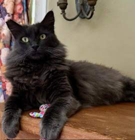 Photo of Finn