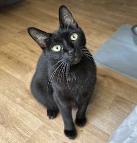Photo of Phoebe sweet & shy