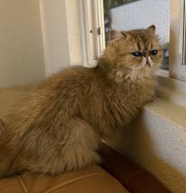 Photo of Ooshie