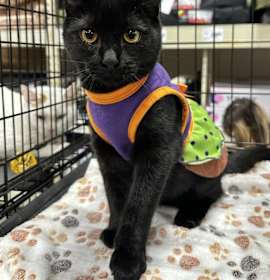 Photo of KPDH : Abby