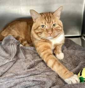 Photo of CANELO