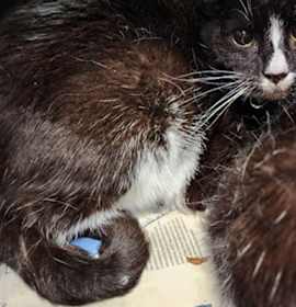 Photo of PIPER