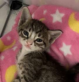 Photo of Oliver