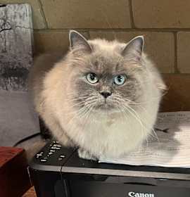 Photo of Indie