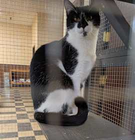 Photo of Milkshake - SPECIAL NEEDS - FELUK+